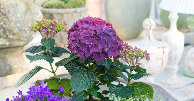 Hortensia tillsammans med campanula, vitklöver och kinesisk gycklarhuva.
Foto: Claus Dalby