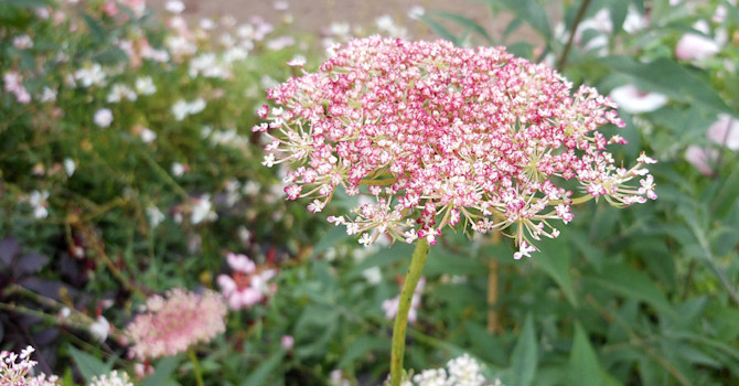 Vildmorot Daucus carota 'Black Knight' Foto: Sylvia Svensson