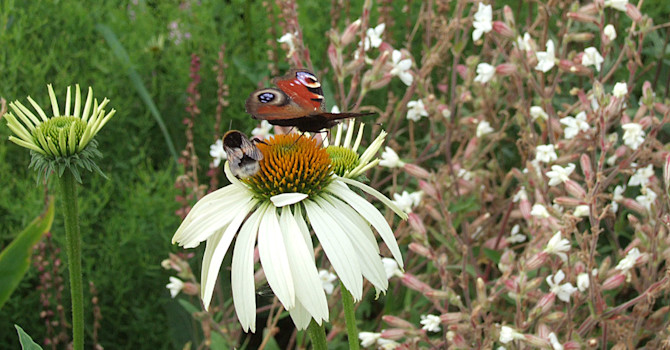 Av många vanligen färgade blommor finns även en alba-variant, här en vit röd rudbeckia, _Echinacea purpurea_.Foto: Sylvia Svensson
