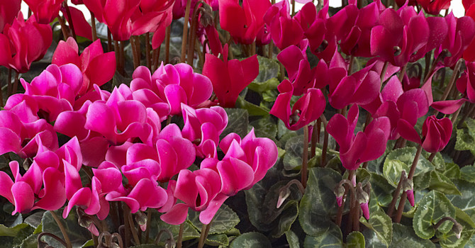 Från rosa till rött. Foto: Floradania