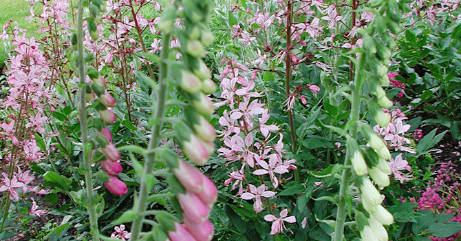 Fingerborgsblomma och Moses brinnade buske - ta bort fröställningarna på fingerborgsblomman om du inte vill att den sprider sig.Foto: Sylvia Svensson