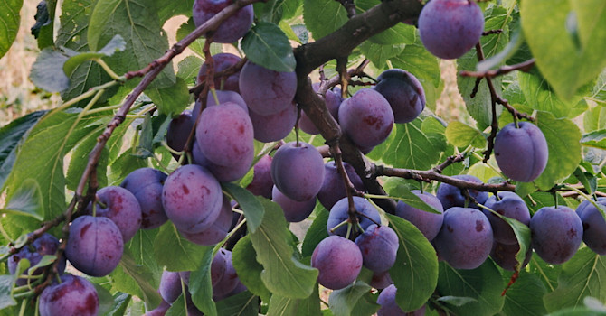 Lättodlade plommonet 'Opal' som bjuder dig på mängder med frukt. Foto: PPH