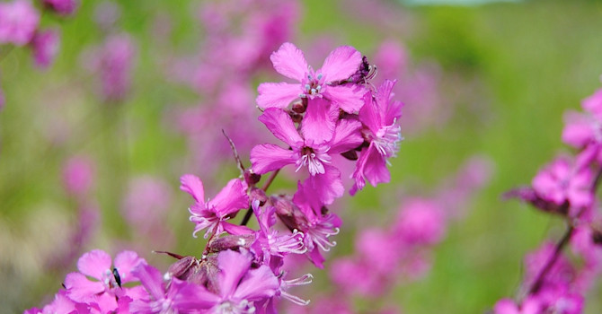 Tjärrblomster, _Lychnis viscaria_ kan du välja till en torrmark.