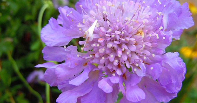 Fältvädd, Scabiosa 'Butterfly Blue'.Foto: Sylvia Svensson