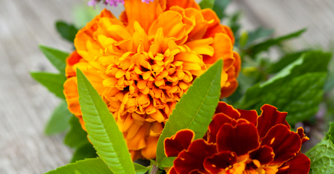 Foto: Blomsterfrämjandet