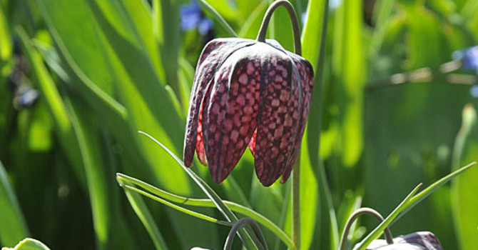 Fritillaria meleagris