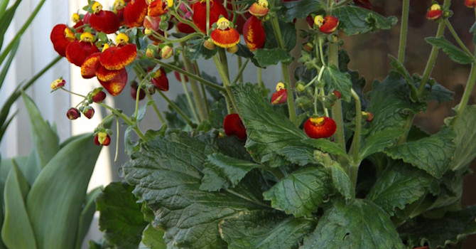 Toffelblomma, _Calceolaria_ 'Calynopsis', i röda toner.
Foto: Blomsterfrämjandet/Selecta