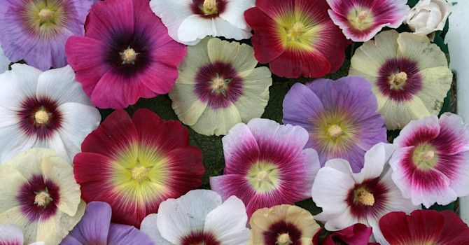 Stockros 'Halo Mix', T&M.