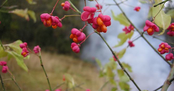 Benved, _Euonymus europaeus_.
