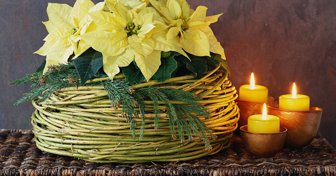 Vita julstjärnor till advent sprider precis rätt stämning av att julen närmar sig.
Foto: Floradania