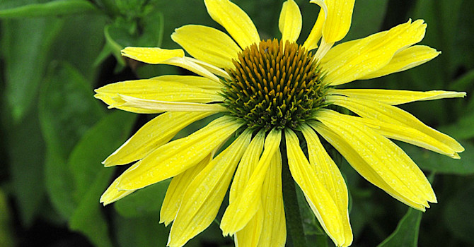 _Echinacea purpurea_ 'Sunrise'.
Foto: Sylvia Svensson