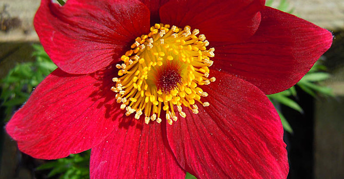 Pulsatilla 'Röde Klokke'