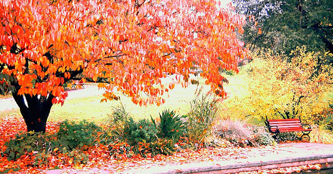 Prunus sargentii 'Rosensky' med höstfärg. Foto: Sylvia Svensson