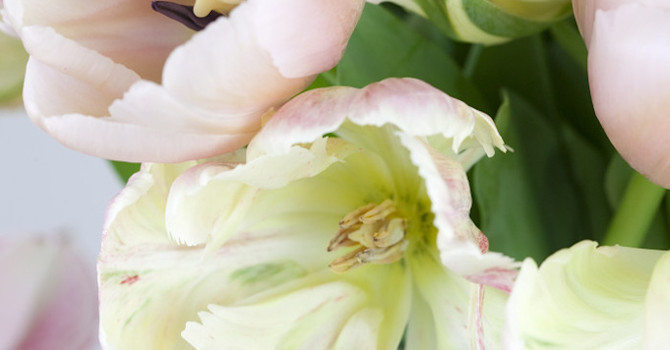 Ljusa tulpaner i närbild
Foto: Blomsterfrämjandet