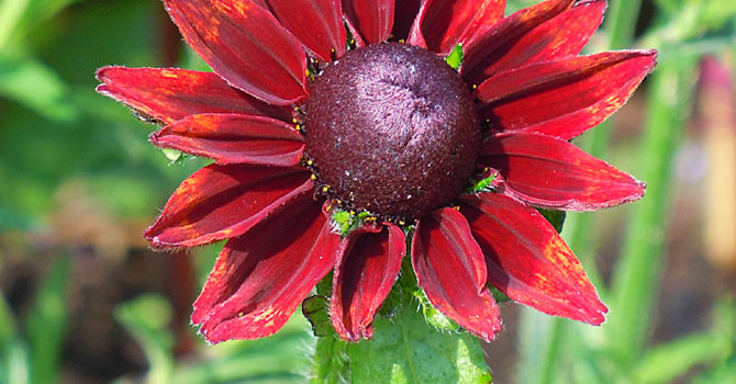 _Rudbeckia hirta_ var. _pulcherrima_ 'Cherry Brandy'.
Foto: Sylvia Svensson