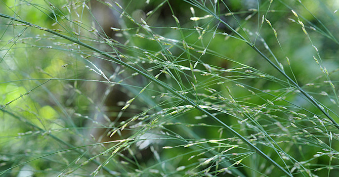 Det finns prydnadsgräs för alla! Här _Molinia caerulea_ 'Transparent' i närbild.
Foto: Bernt Svensson