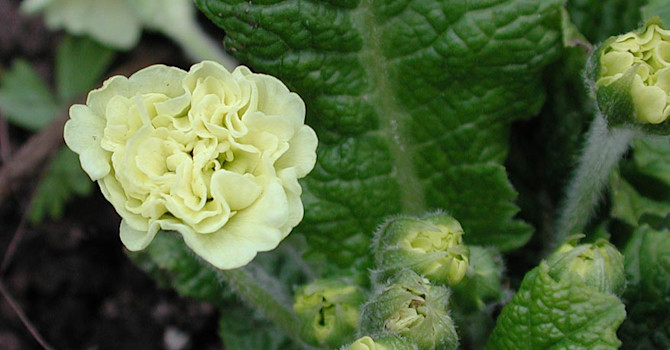 Primula vulgaris 'Val Horncastel'. Foto: Sylvia Svensson