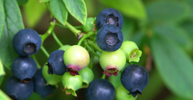 **Blåbär**, _Vaccinium 'Putte'_.
Foto: Sylvia Svensson