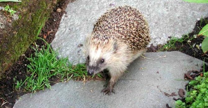 Igelkotte.