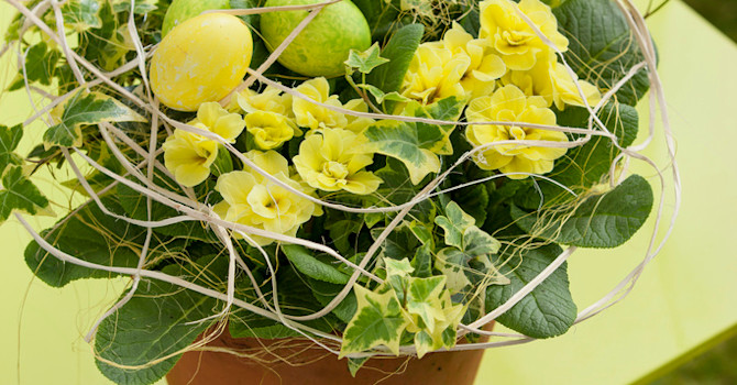 Primula och murgröna i en lite mer rustik kruka, och så ett nät av bast över - jättefint! Foto: Floradanina
