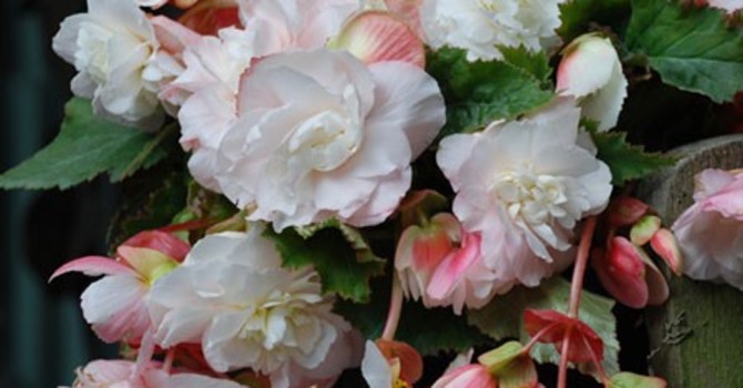 Begonia x tuberhybrida 'Fragrant White'
Foto: Mr. Fothergill's