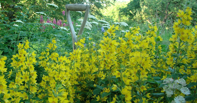 Den gula praktlysingen, Praktlysing (Lysimachia punctata) slukar snart hela spaden.
