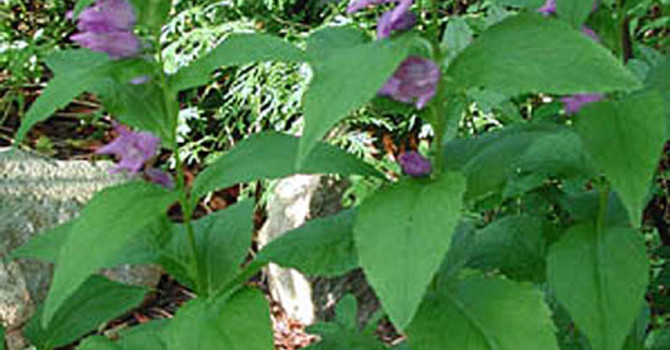 _Campanula latifolia_.
Foto: Bernt Svensson