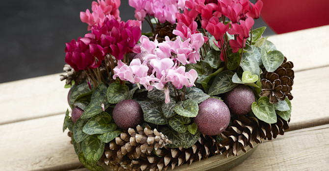 Minicyklamen i arrangemang.
Foto: Floradania