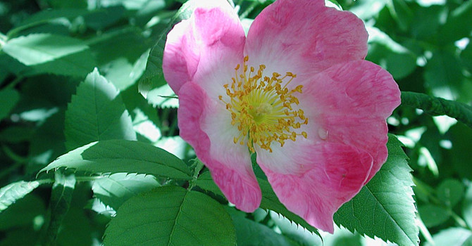 Rosa 'Frühlingsmorgen' kan du hitta information om i SKUD.
Foto: Sylvia Svensson
