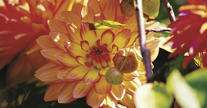 Dahlia 'Gallery Pablo' närbild.
Foto: Blomsterfrämjandet