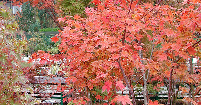 Japanska lönnar, _Acer palmatum_.
Foto: Bernt Svensson