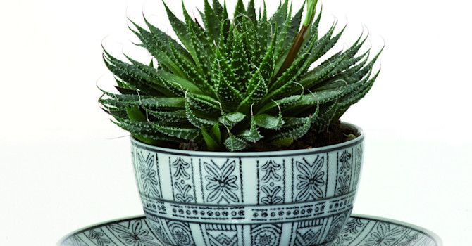 Bortsaloe, _Aloe aristata_, i kopp med sina kul blad.