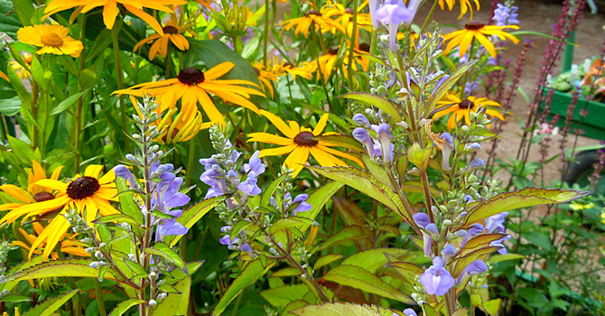 Grå frossört, _Scutellaria incana_ och strålrudbeckia. Foto: Sylvia Svensson