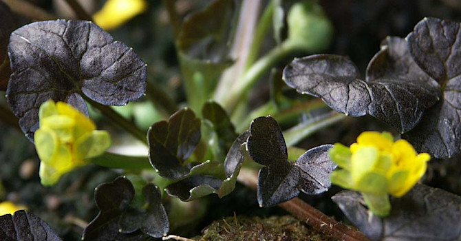 Svalört, _Ranunculus ficaria_, 'Brazen Hussy'. Foto: Sylvia Svensson