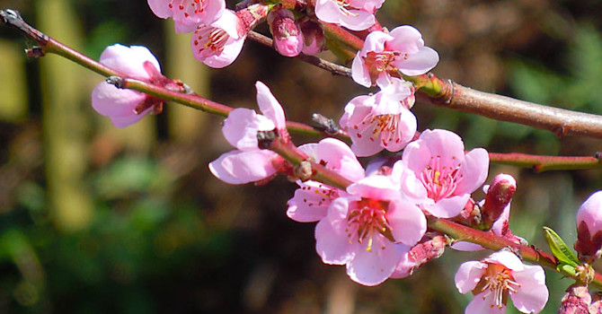 Persika 'Frost' blommar ljuvt med vackra rosa blommor.
Foto: Sylvia Svensson