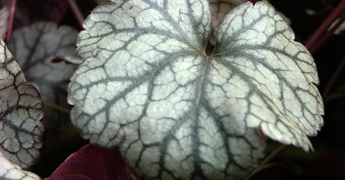 Alunrot, _Heuchera_ 'Silver Scroll'.
Foto: Sylvia Svensson