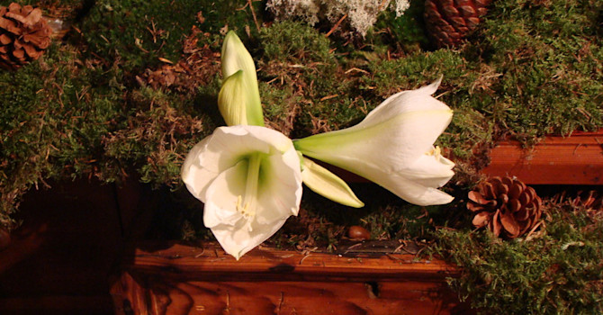 Driv upp amaryllis som lök eller köp som snittblomma att göra kul arrangemang av. Foto: Katarina Kihlberg