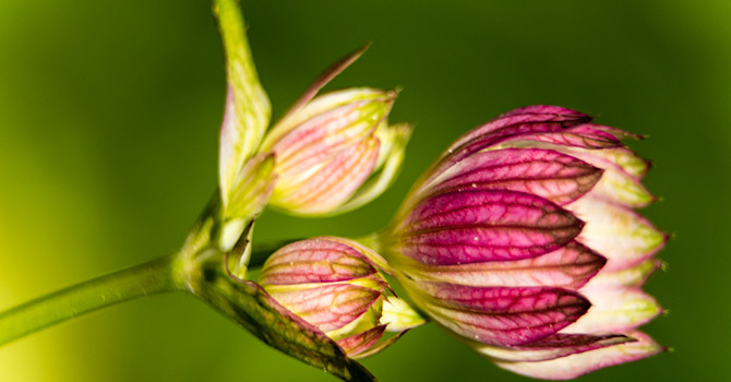 De här har jag många av i min trädgård. Otroligt hur den torkar sent på hösten och fortfarande har blomman kvar. Jag tycker så mycket om den, men den är så lätt att odla att den har blivit lite som ogräs hos mig även om den är vacker, berättar Geert.