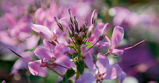 Paradisblomster, Cleome hassleriana 'Senorita Rosalita', närbild. Foto: Blomsterfrämjandet/Hörnhems.