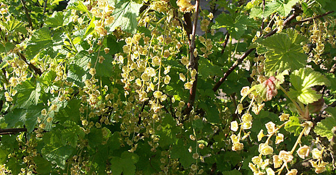 Det uppstammade, svarta vinbäret blommar ymnigt.
Foto: Sylvia Svensson