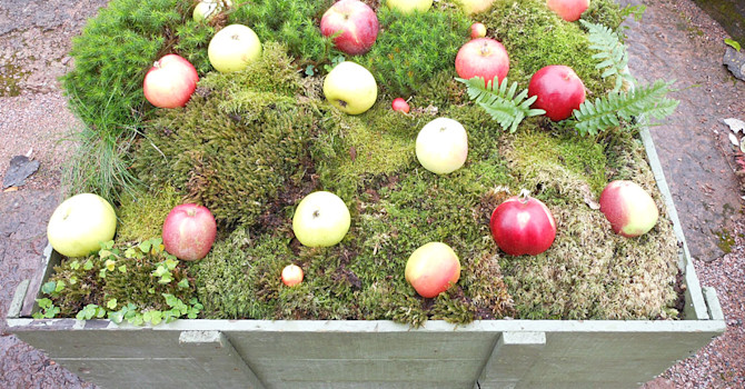 Äppelutställning i den nya utställningslokalen Stallet. Foto: Sylvia Svensson
