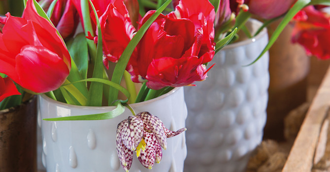 Röda tulpaner och kungsängsliljor, _Fritillaria meleagris_, i skön harmoni.
Foto: Blomsterfrämjandet
