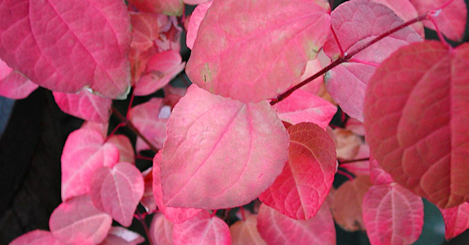 Katsura, _Cercidiphyllum japonicum 'Red Fuschs'_ . Foto: Bernt Svensson