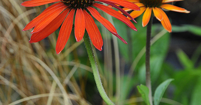 _Echinacea purpurea_, 'Hot Summer'.
Foto: Bernt Svensson