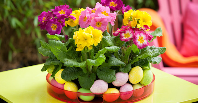 Flera primula tätt tillsammans med dekorationsägg runt om blir fint som på påskbordet.
Foto: Floradania