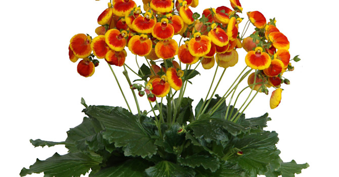 Toffelblommans skira blomställningar ser ut att sväva fritt.
Foto: Blomsterfrämjandet/Selecta
