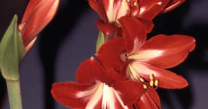_Hippeastrum x hortorum_ 'Gracilis Naughty Lady'.