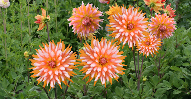 Dahlia 'Orange Turmoil'
Foto: Odla.nu
