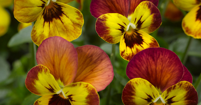 Pensé, _Viola_ (Tricolor-Gruppen), ’Deltini Copperfield’. Foto: Blomsterfrämjandet/Syngenta