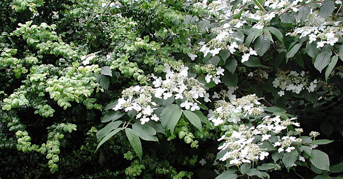 Japansk gaffelolvon, _Viburnum furcatum_.Foto: Sylvia Svensson